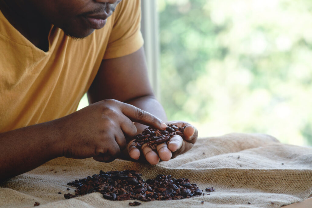 Worker sorting dried cocoa beans by hand