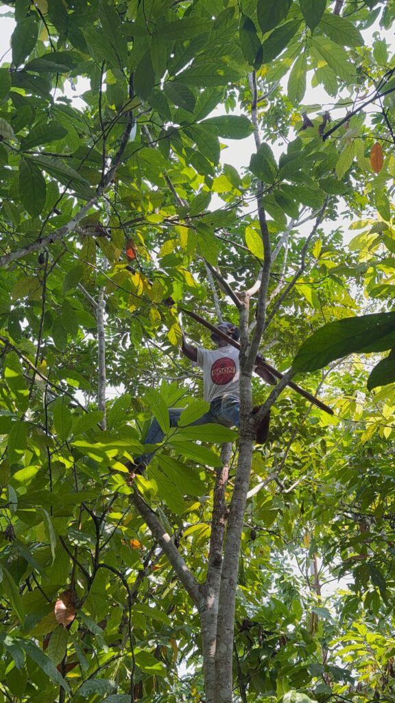 BOON farmer harvesting cocoa pods from a tree in the Democratic Republic of Congo