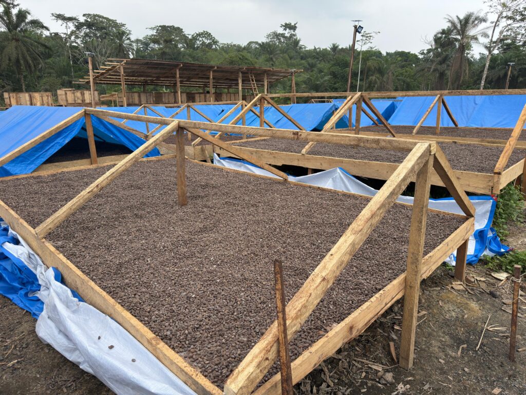 Cocoa beans drying on raised beds under shade covers at BOON's drying station