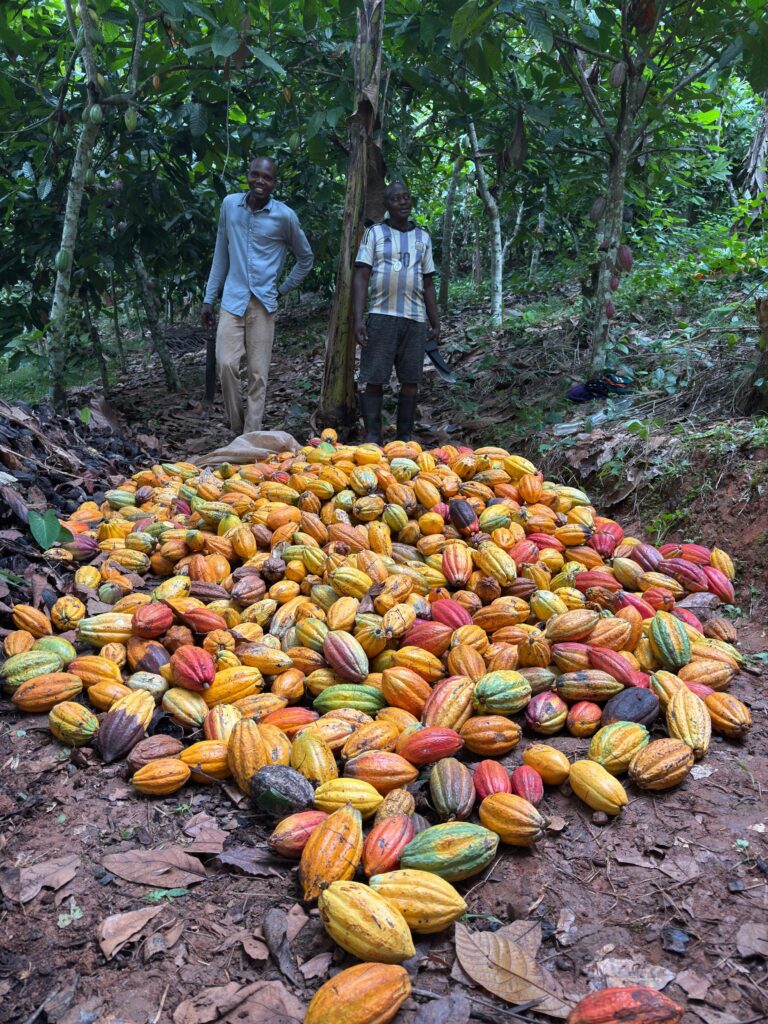 Freshly harvested cocoa pods gathered on the forest floor with two farmers standing behind