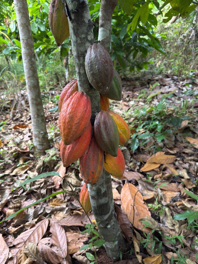 Ripe red and yellow cocoa pods growing on a cocoa tree trunk