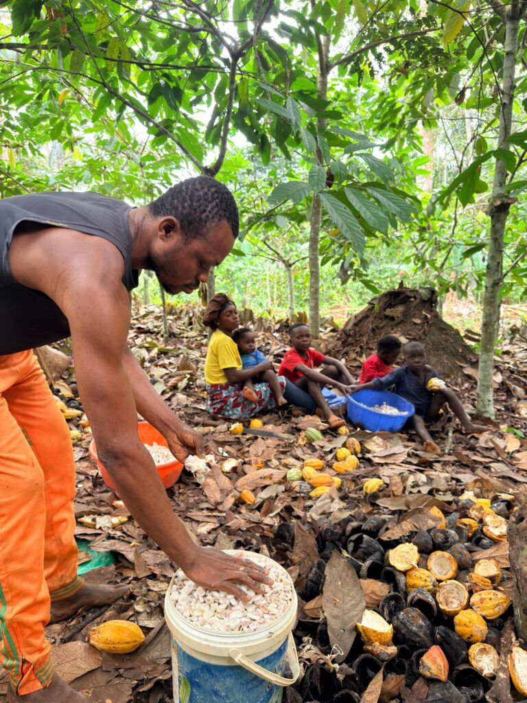 Farmer opening cocoa pods to extract the beans at a farm in the Democratic Republic of Congo