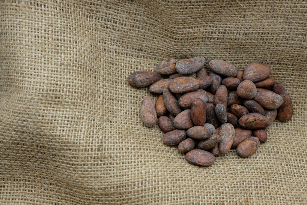 Dried cocoa beans piled on a jute sack